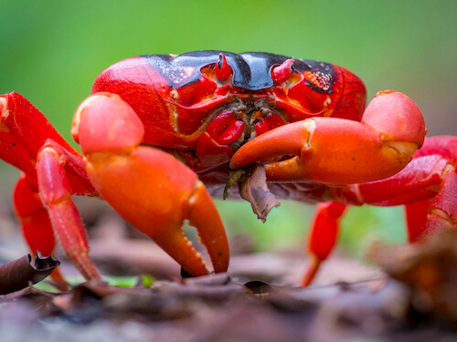christmas island swell lodge photo tour example 10